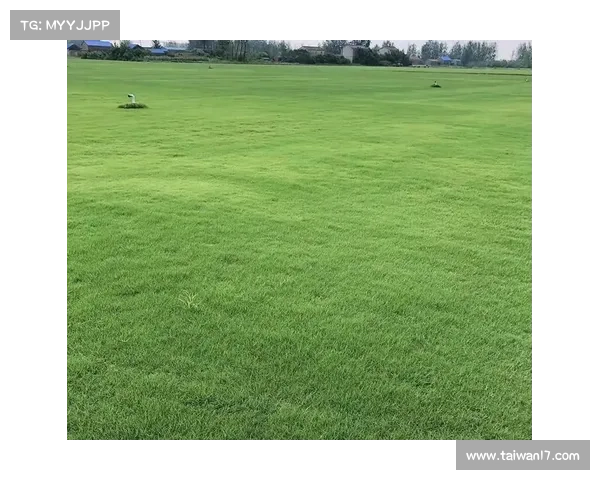 桑托斯主场草皮养护技术创新突破 混合草种抗雨季表现显著提升